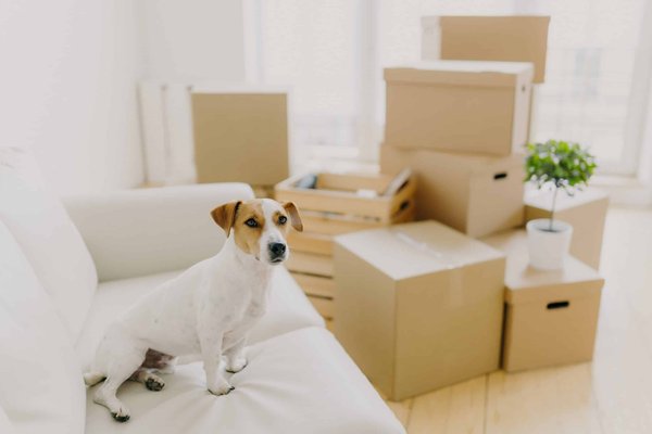 Quels types de lingerie minceur privilégier pour un confort maximal ?